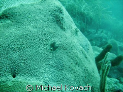 Christmas Tree worms on the coral on the inside reef at L... by Michael Kovach 